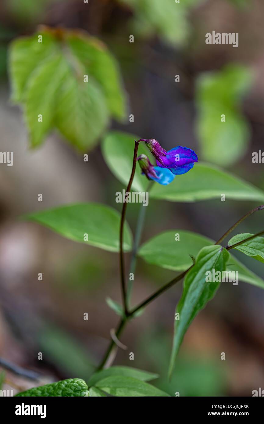 La fleur de Lathyrus vernus grandit dans les prairies Banque D'Images