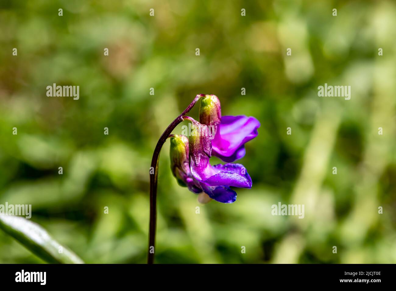 Lathyrus vernus fleurit dans la prairie Banque D'Images