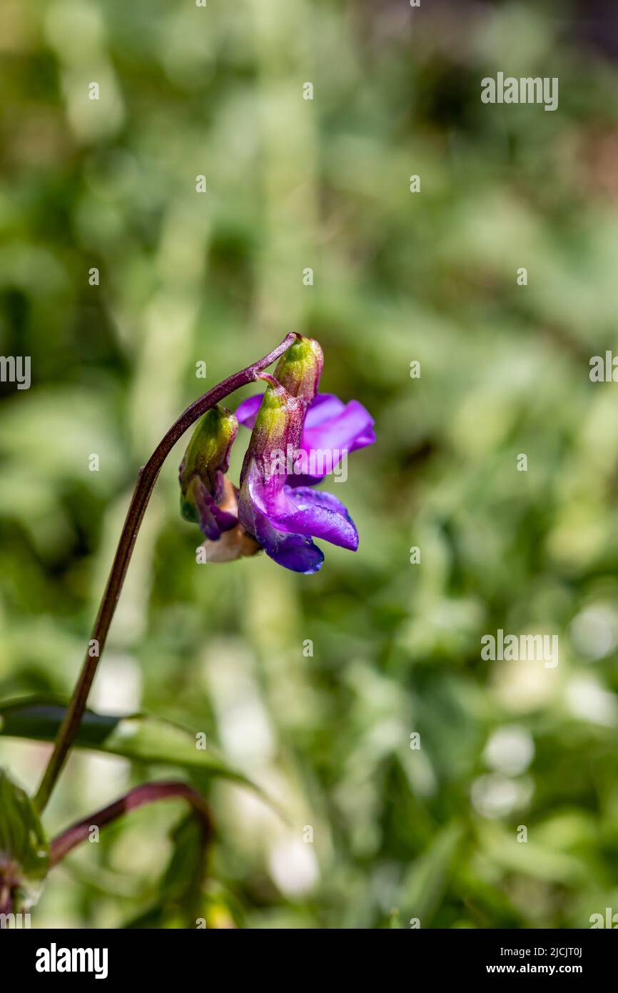 La fleur de Lathyrus vernus grandit dans le pré, en gros plan Banque D'Images