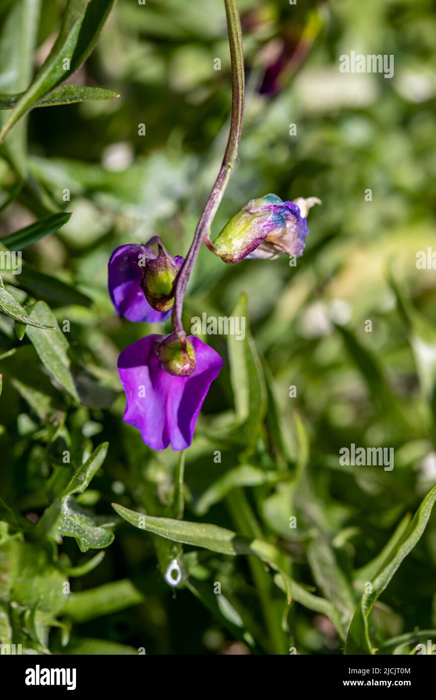 Lathyrus vernus fleurit dans le pré, pousse en gros plan Banque D'Images