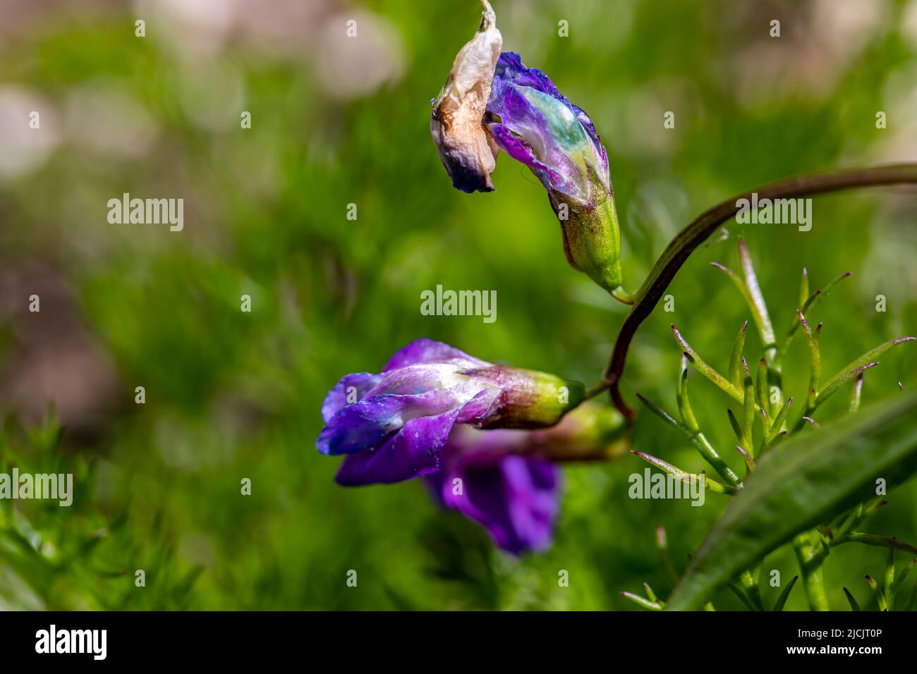 La fleur de Lathyrus vernus grandit dans les prés, pousse en gros plan Banque D'Images