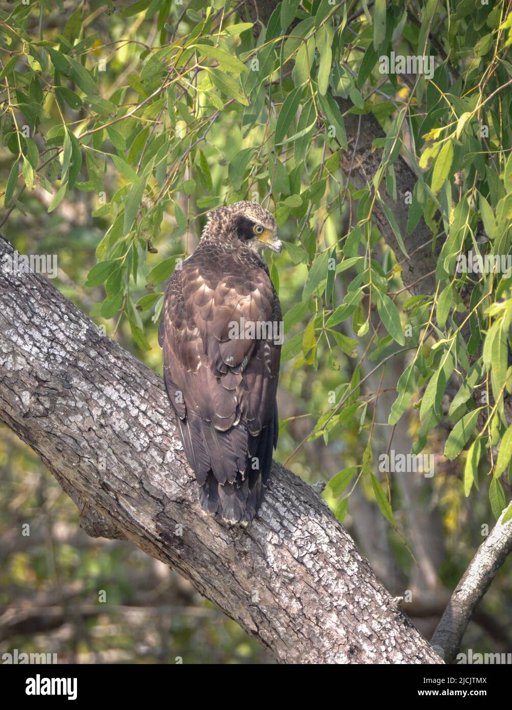 L'aigle serpent à crête est un oiseau de proie de taille moyenne qui se trouve dans les habitats forestiers de toute l'Asie tropicale. Banque D'Images