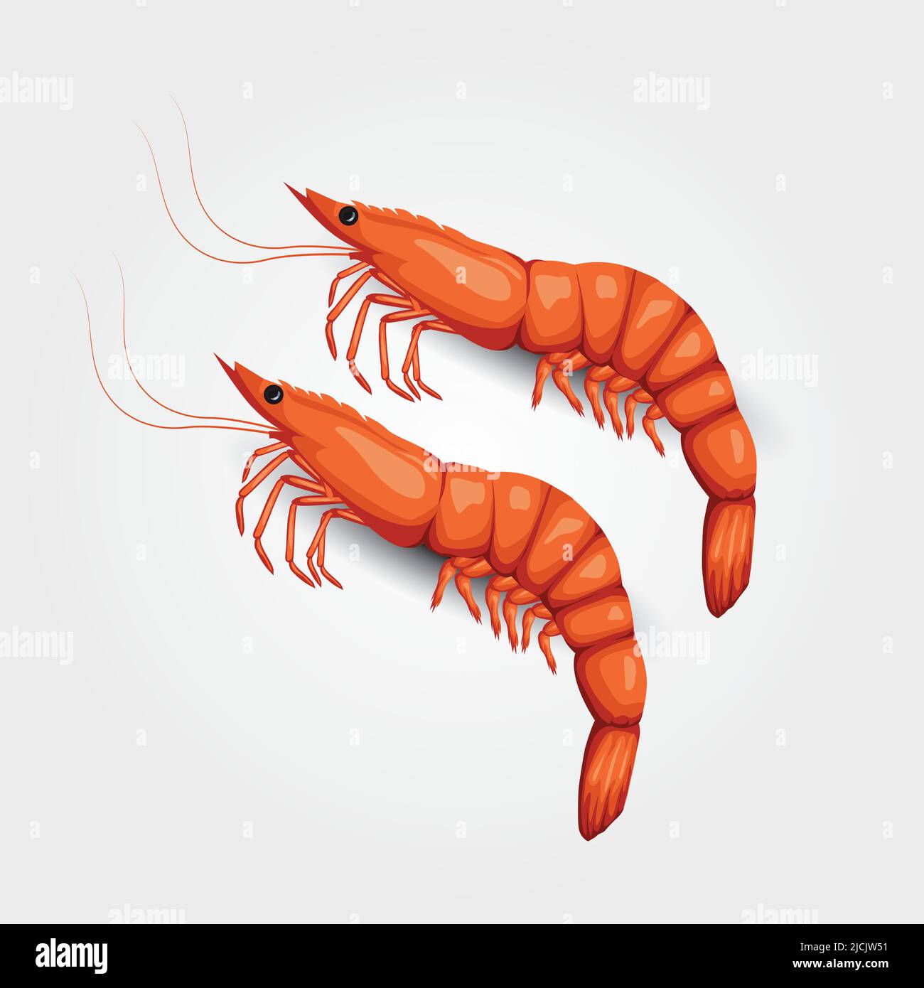 crevettes sur fond blanc. illustration vectorielle Illustration de Vecteur