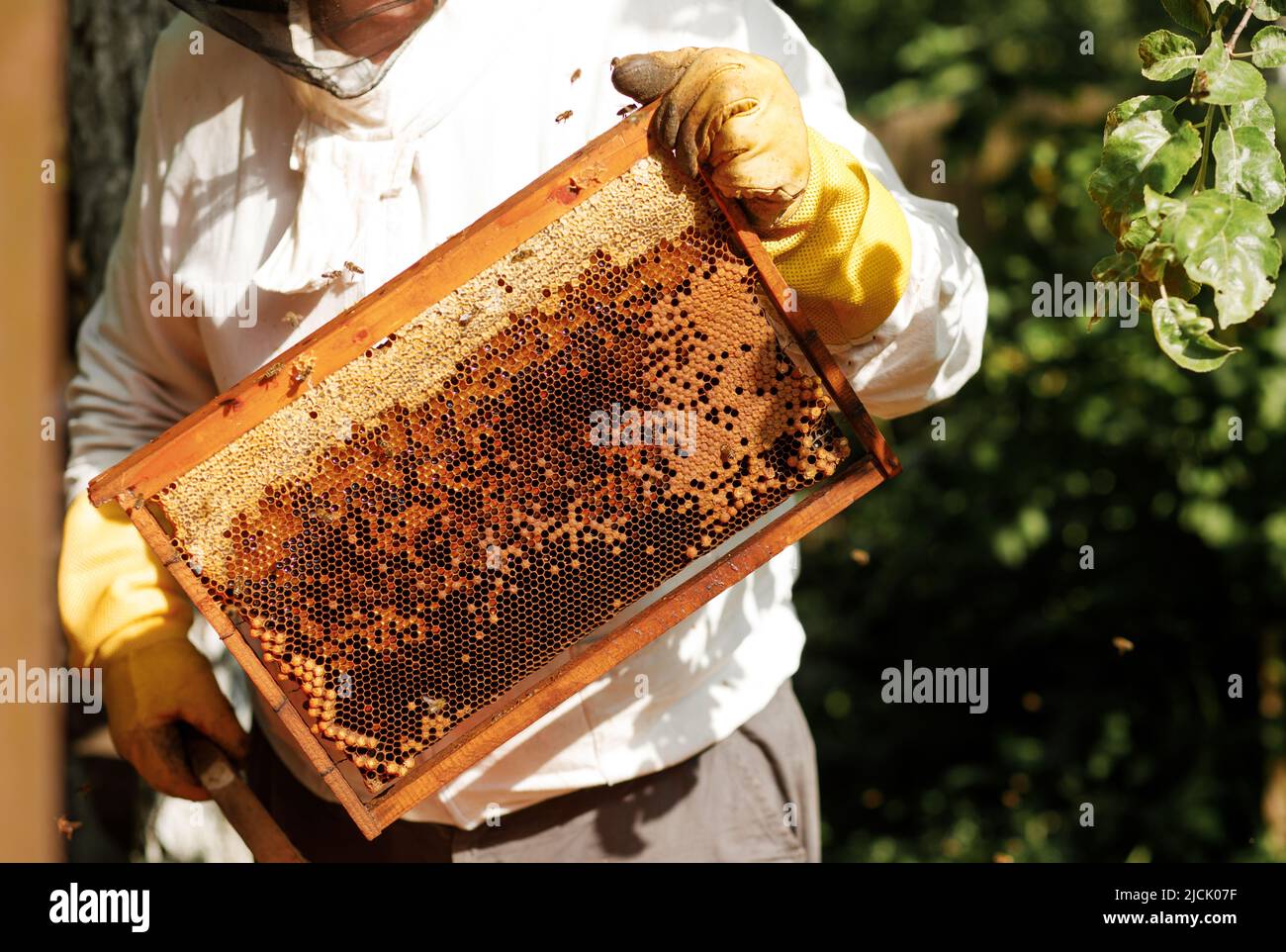 Apiculteur inspectant le cadre en nid d'abeille de la ruche. Fabrication de miel, petite entreprise, passe-temps. Banque D'Images