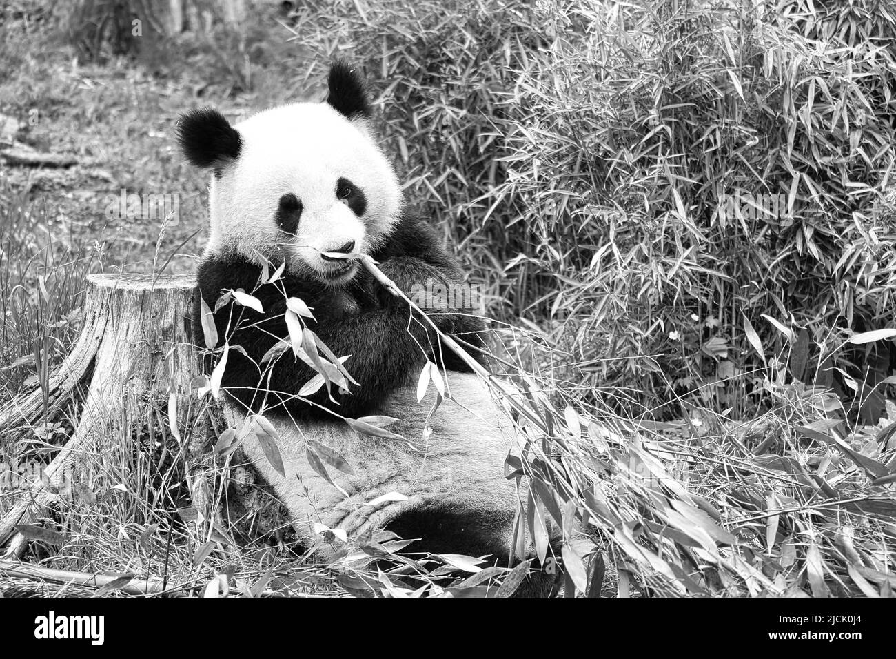 grand panda en noir et blanc, assis mangeant du bambou. Espèces en voie de disparition. Un mammifère noir et blanc qui ressemble à un ours en peluche. Photo profonde d'un bea rare Banque D'Images