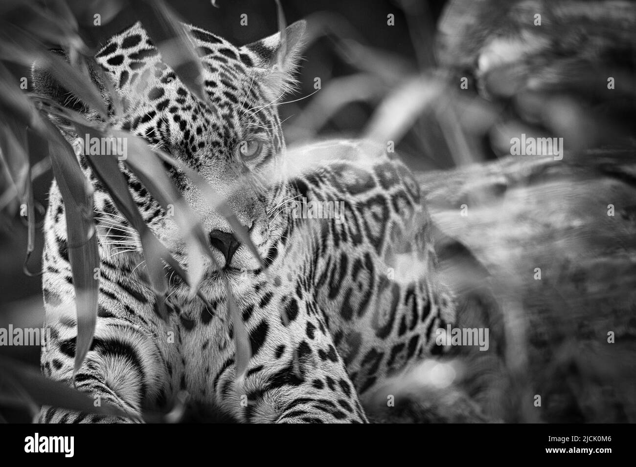 Jaguar en noir et blanc, couché derrière l'herbe. fourrure à pois, camouflage qui rôde. Le grand chat est un prédateur. Regardez le visualiseur. Photo d'animal d'une chasse Banque D'Images