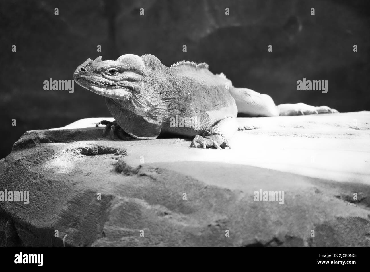 grand iguana en noir et blanc couché sur une pierre. Peigne épineux et peau squameuse. Photo d'animal d'un reptile Banque D'Images