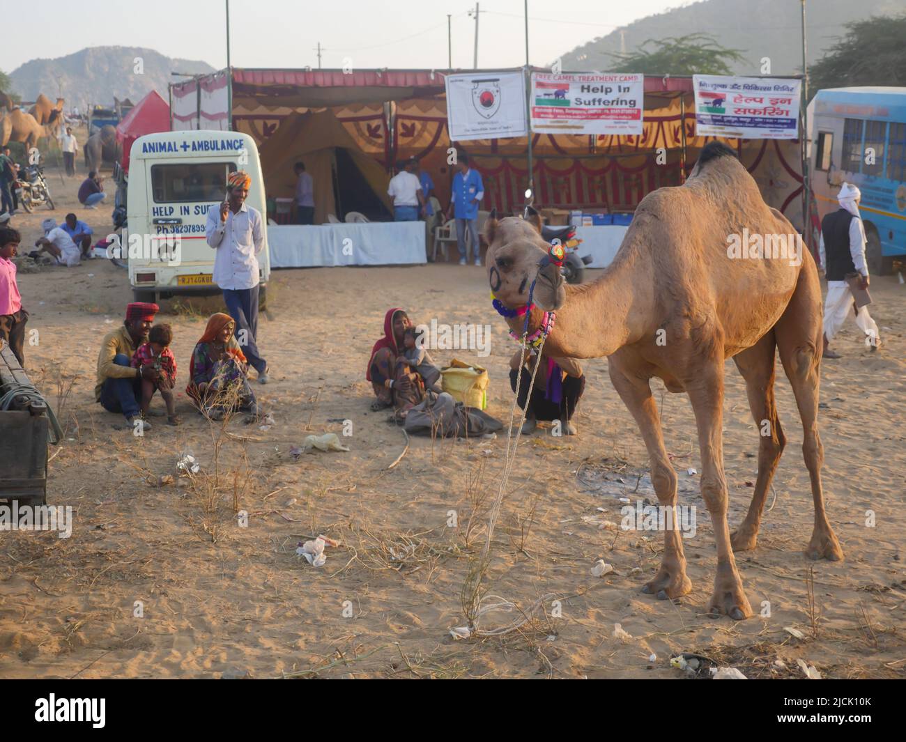 Chameau dans le village du désert indien Pushkar Rajasthan. Banque D'Images Chameau dans le village du désert indien Pushkar Rajasthan. Banque D'Images