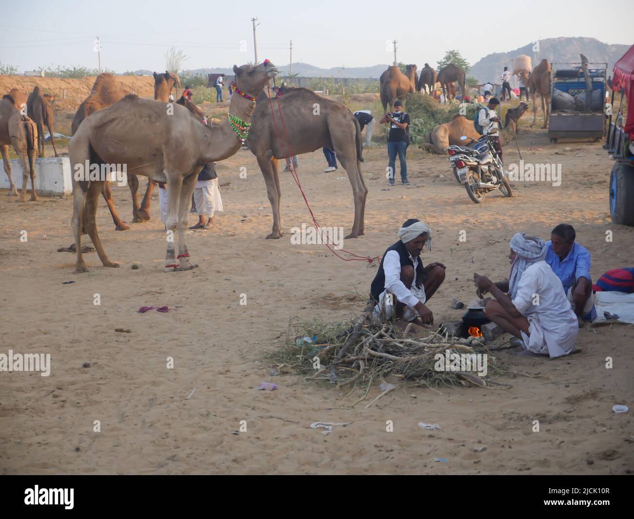 Chameau dans le village du désert indien Pushkar Rajasthan. Banque D'Images Chameau dans le village du désert indien Pushkar Rajasthan. Banque D'Images