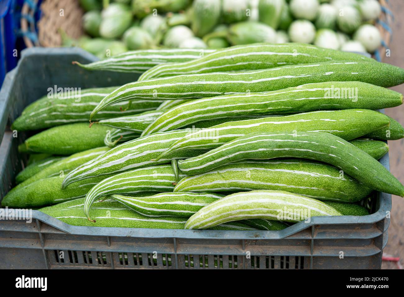 Concombre rond et long, sur le marché Banque D'Images