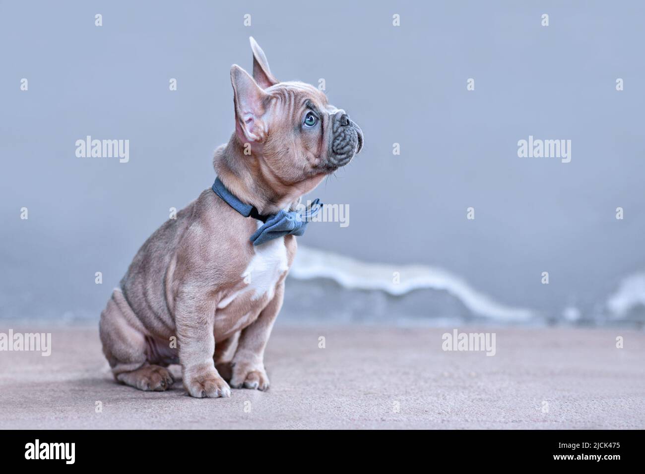 Bleu rouge fauve chien Bulldog chiot avec noeud bleu à l'avant du mur gris avec espace de copie Banque D'Images