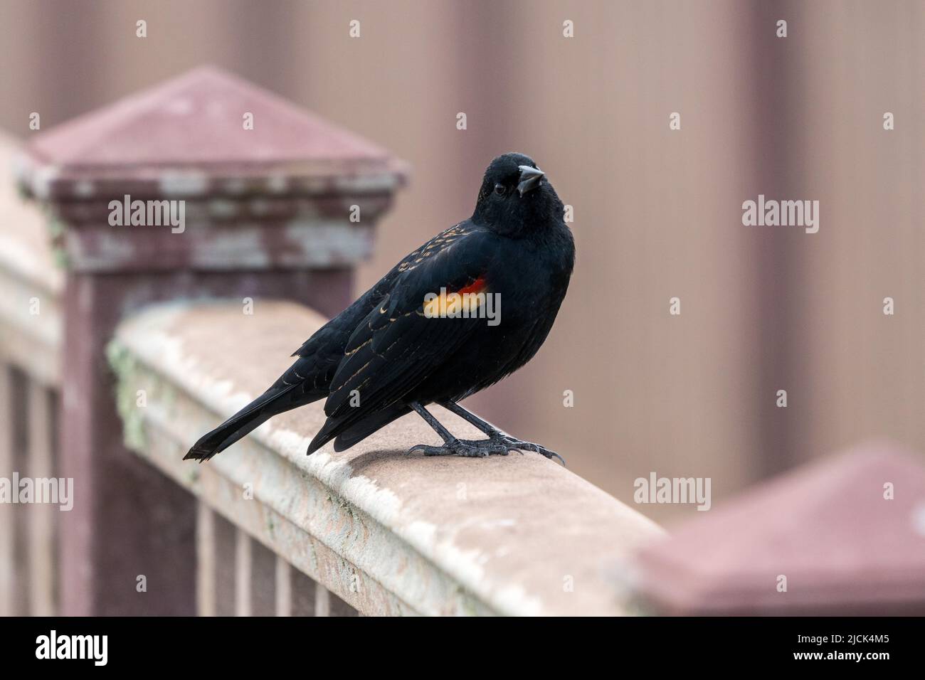 Agelaius phoeniceus, un Blackbird à ailes rouges mâle, se trouve sur une rampe du South Padre Island Birding Centre, Texas. Banque D'Images