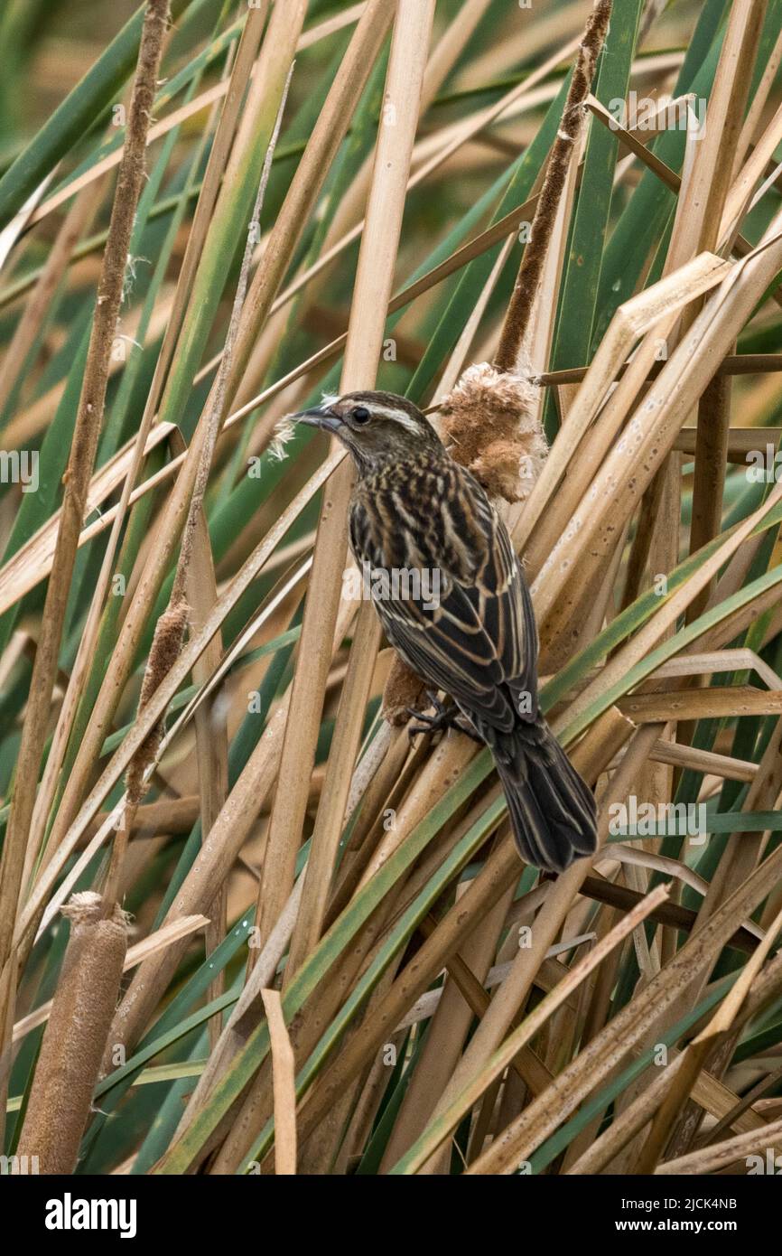 Agelaius phoeniceus, une femelle à ailes rouges, mangeant des graines de queue de chat dans le South Padre Island Birding Centre, Texas. Banque D'Images