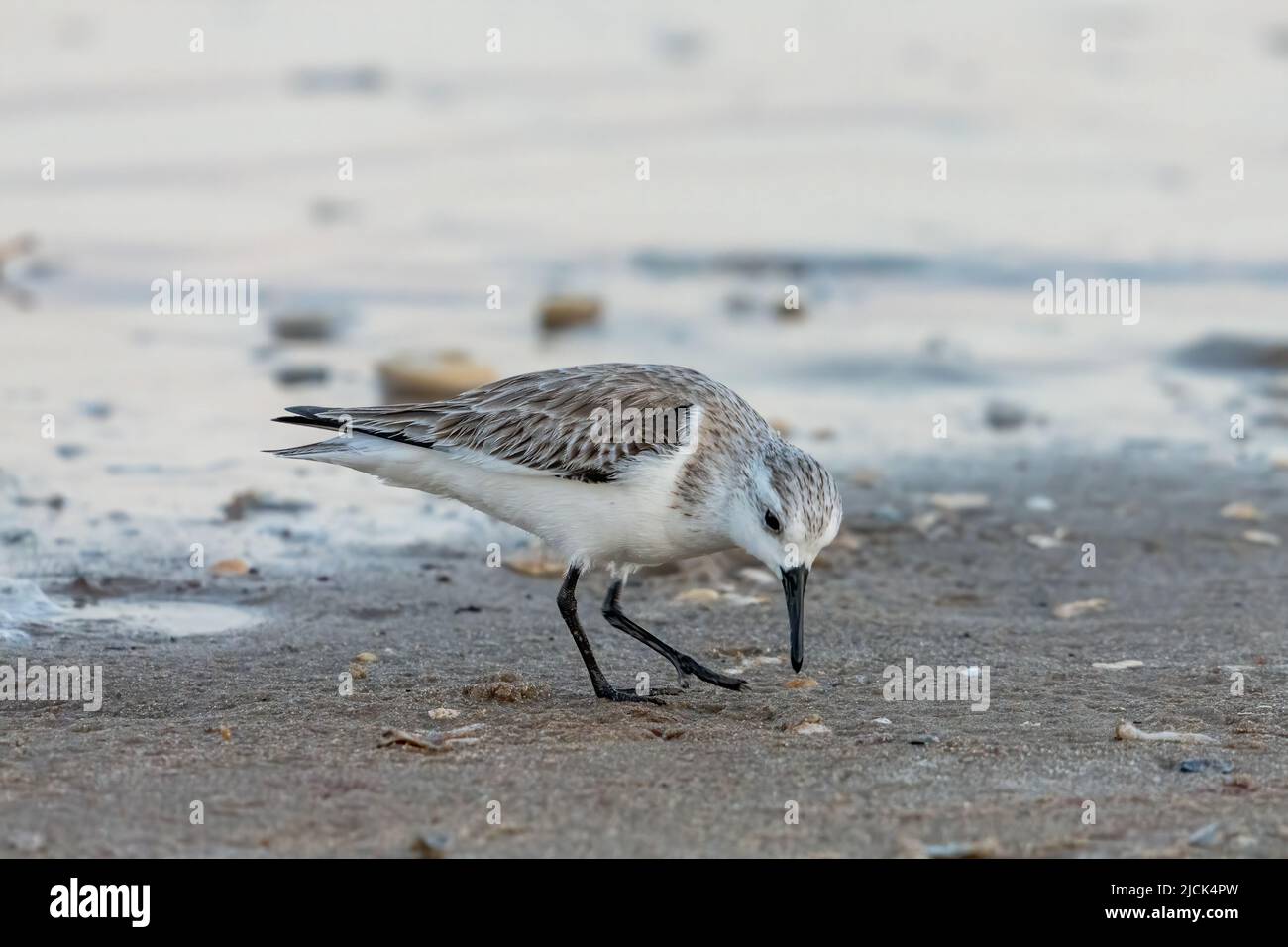 A Sanderling, Calidris alba, recherche de crustacés marins sur la plage de sable. South Padre Island, Texas. Banque D'Images