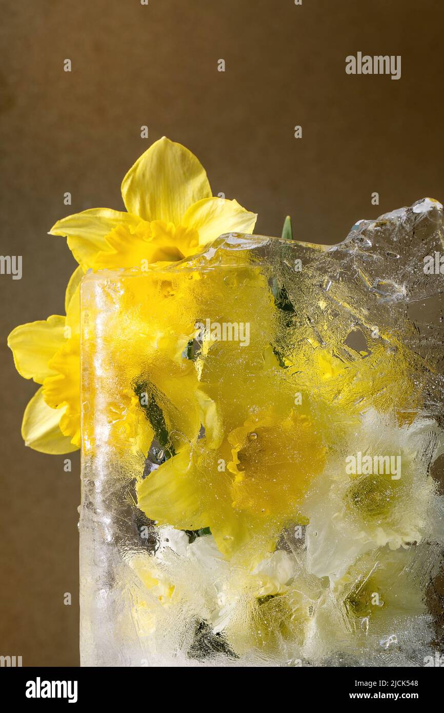 Belles fleurs jonquilles jaunes dans bloc de glace transparent. Concept de beauté surgelée. Carte de vœux à motif fleuri Banque D'Images