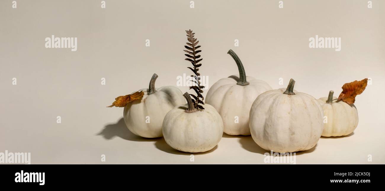 Groupe de citrouilles décoratives blanches entières non cuites avec des feuilles sèches d'automne sur fond beige. Composition minimaliste d'automne. Taille de la bannière, espace de copie Banque D'Images