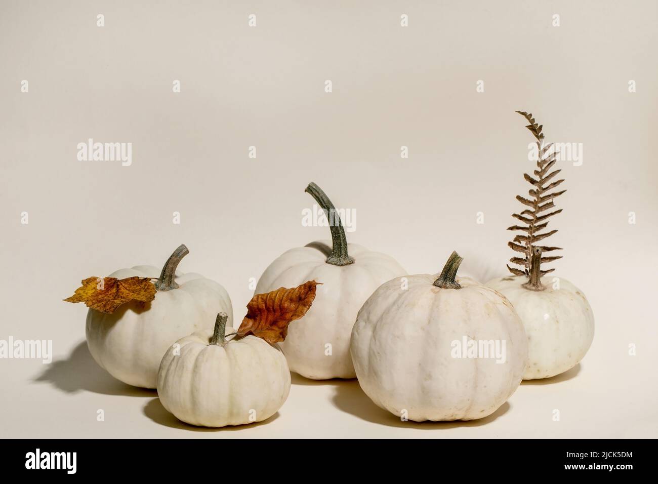 Groupe de citrouilles décoratives blanches entières non cuites avec des feuilles sèches d'automne sur fond beige. Composition minimaliste d'automne. Copier l'espace Banque D'Images