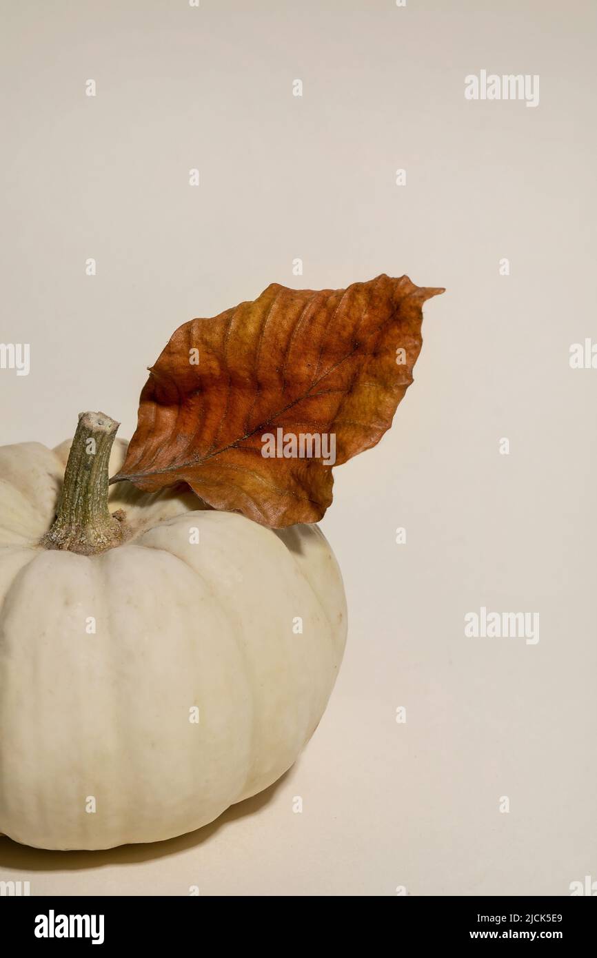 Citrouille décorative blanche non cuite avec feuilles sèches d'automne sur fond beige. Composition minimaliste d'automne. Copier l'espace Banque D'Images