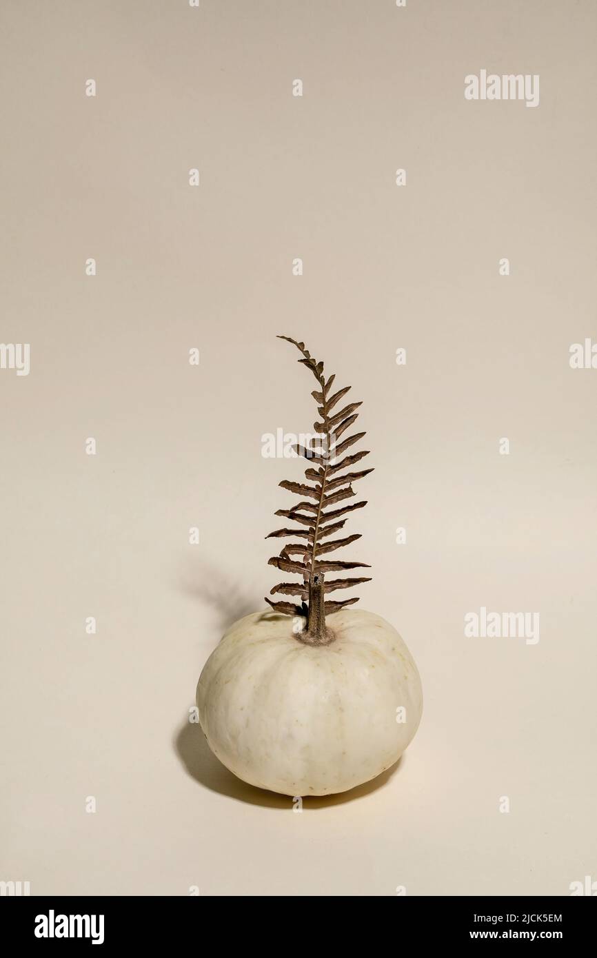 Citrouille décorative blanche non cuite avec feuilles sèches d'automne sur fond beige. Composition minimaliste d'automne. Copier l'espace Banque D'Images