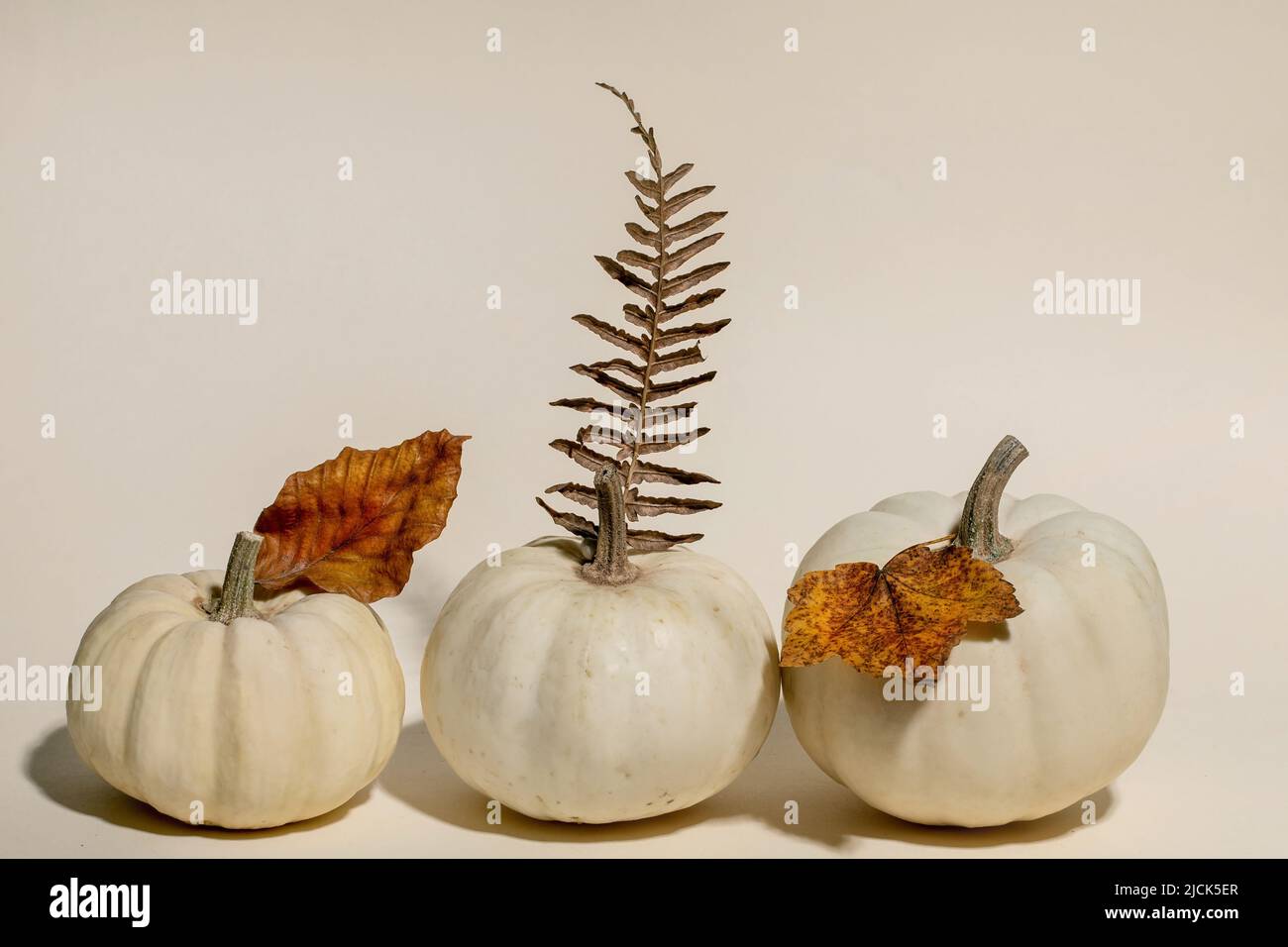 Citrouilles décoratives blanches, non cuites, rangées de feuilles sèches d'automne sur fond beige. Composition minimaliste d'automne. Copier l'espace Banque D'Images