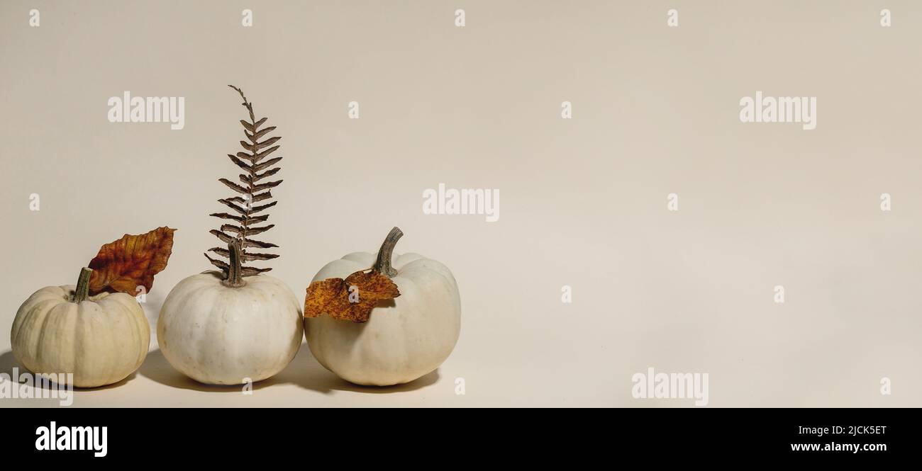 Citrouilles décoratives blanches, non cuites, rangées de feuilles sèches d'automne sur fond beige. Composition minimaliste d'automne. Taille de la bannière, espace de copie Banque D'Images