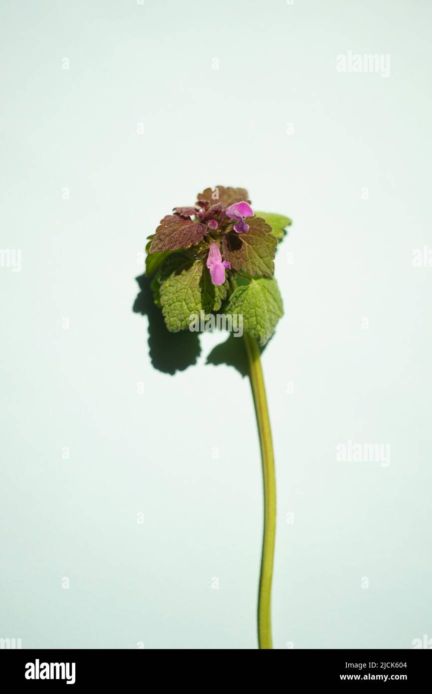 Lamium purpueum, connu sous le nom de rouge ortie-morte, ortie-morte pourpre, archange pourpre, ou est sur table bleu pâle Banque D'Images