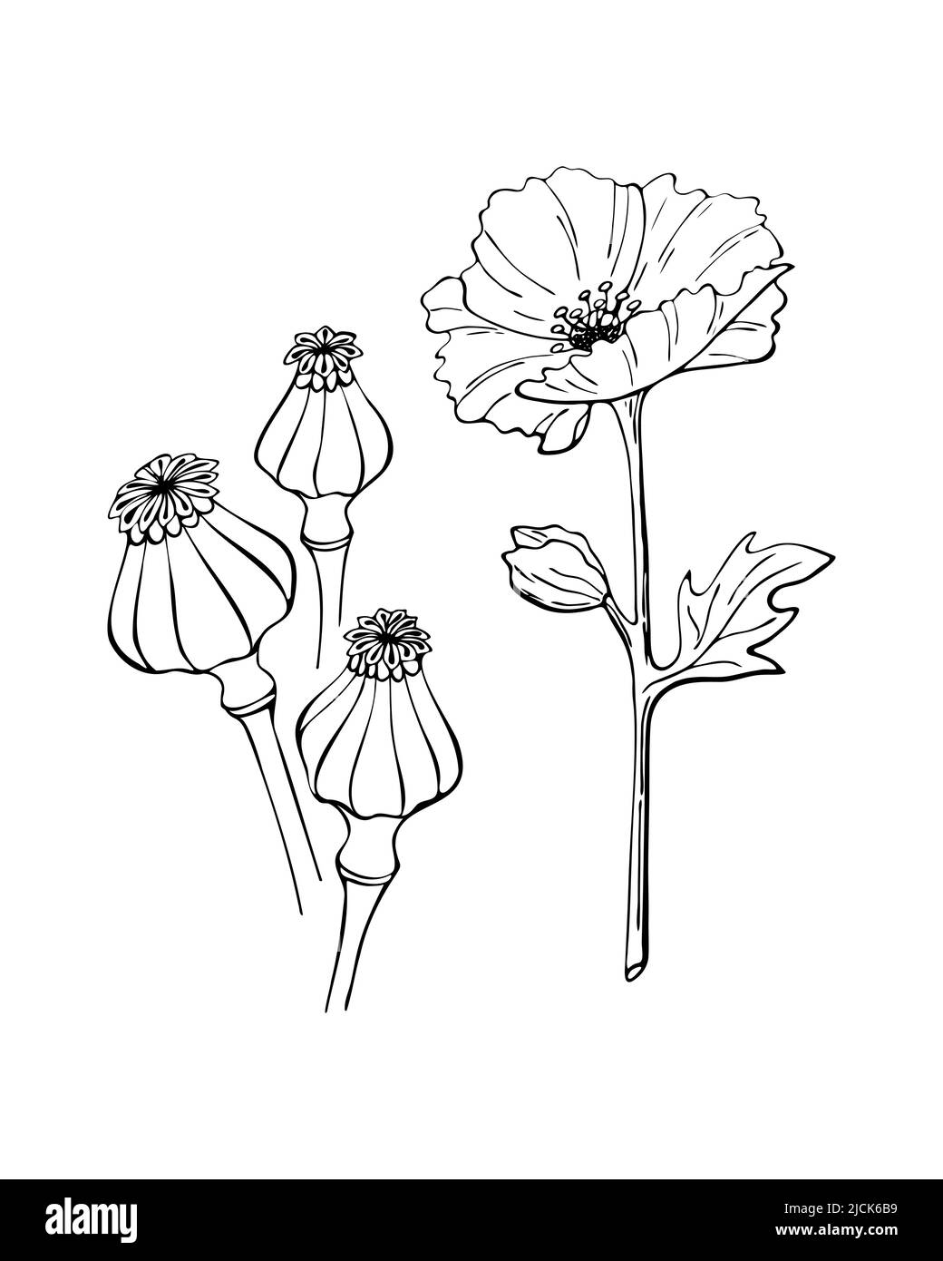Fleur de pavot grain de graines contour dessin de l'oodle dessiné à la main, isolé, fond blanc. Illustration vectorielle Illustration de Vecteur