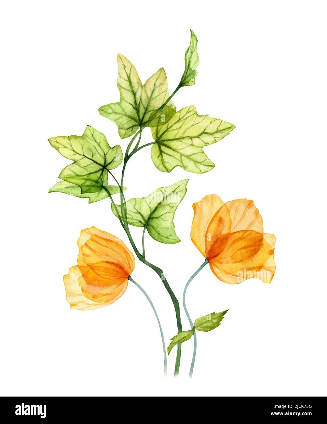 Bouquet de tulipes jaunes aquarelle. Fleurs d'orange printanière avec feuilles de lierre vertes. Composition florale dessinée à la main Banque D'Images