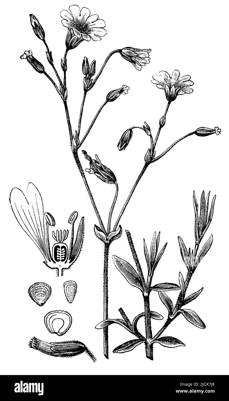 Souris-oreille de champ, Cerastium arvense, anonym (livre botanique, 1889), Acker-Hornkraut, Céraiste des champs Banque D'Images