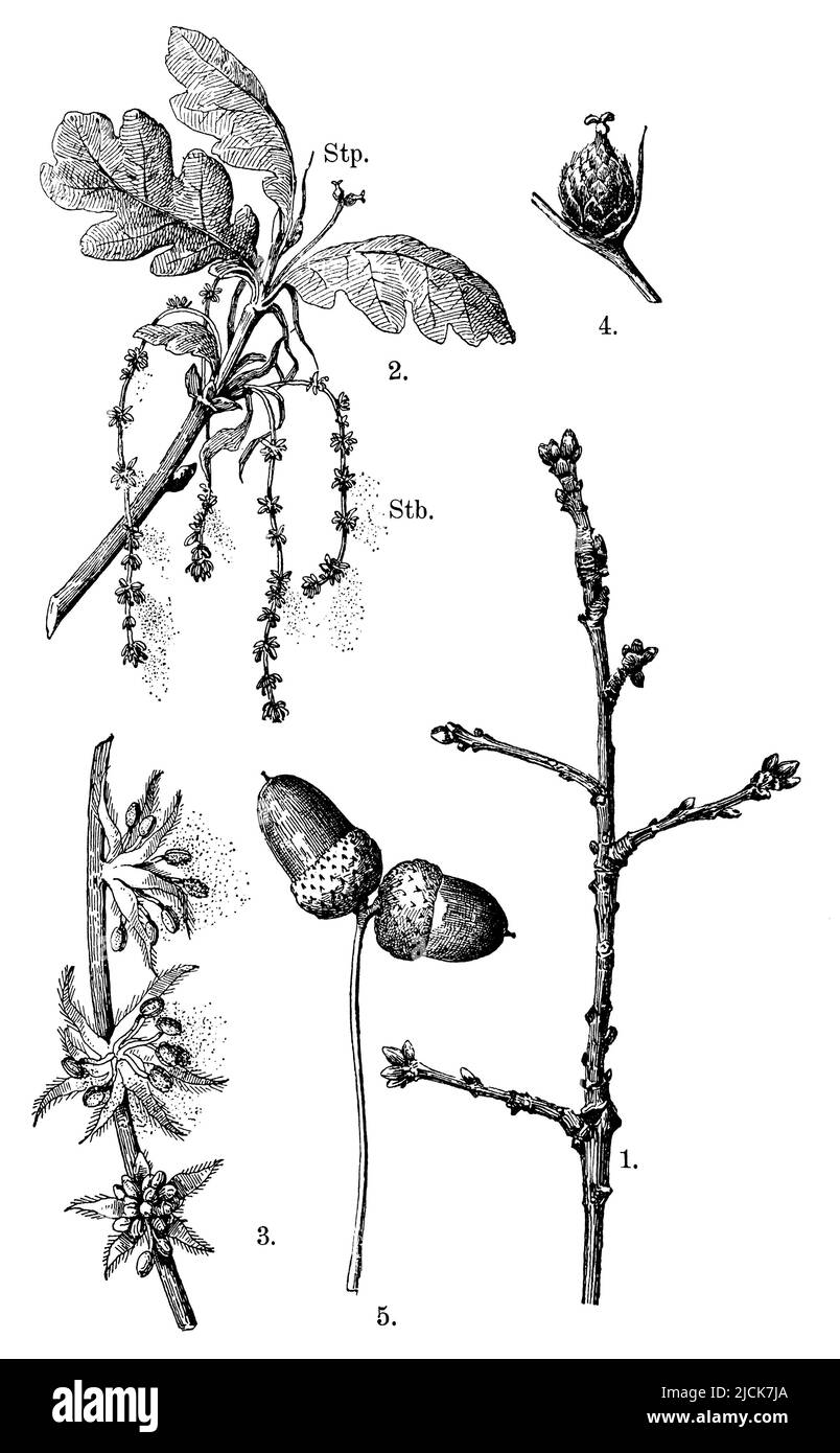 Chêne français, 1. branche en hiver, 2. Branche fleurie, stb. STAMENS. Fleurs pistillées stp, 3. STAMENS, 4. Une fleur de pistillat, 5. Fruits, Quercus robur, anonym (livre botanique, 1909), Stieleiche, 1. Zweigstück im Winter, 2. Blühender Zweig, STB. Steubblüten, STP. Sempelblüten, 3. 4. Eine Stempelblüte, 5. Früchte , chêne pédonculé, 1. rameau en hiver, 2. rameau en fleurs, STB. fleurs d'étamines, STP. fleurs de pistils, 3. fleurs d'étamines, 4. Une fleur de pistils, 5. Fruits Banque D'Images