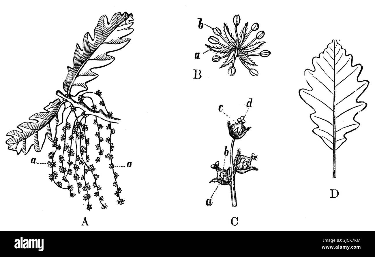 Chêne français, fleurs et feuilles, Quercus robur, anonym (livre botanique, 1897), Stieleiche, Blüten und Blatt, chêne pédonculé, fleurs et feuille Banque D'Images