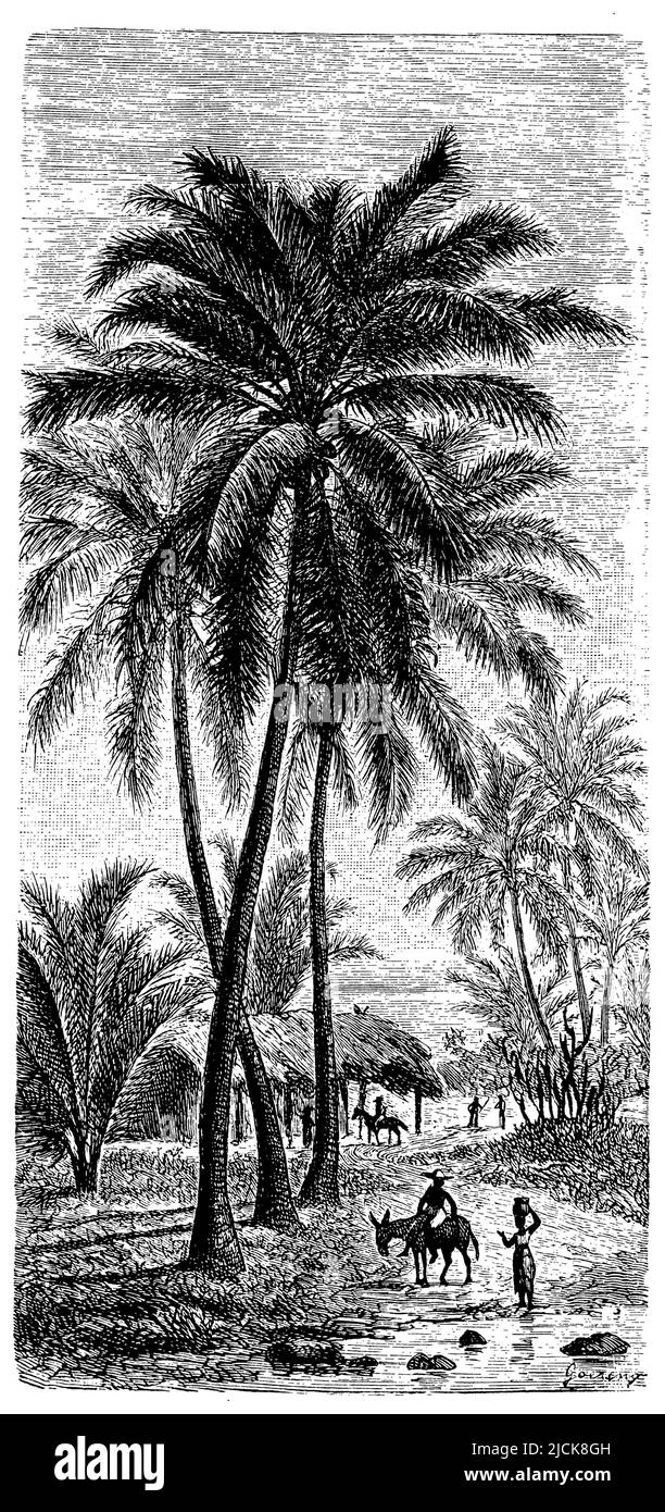 Cococotier, Cocos nucifera, (encyclopédie, 1891), Kokospalme, Cocotier Banque D'Images