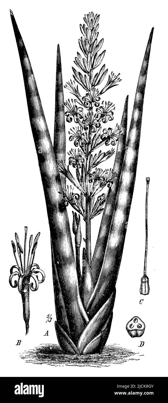 Serpent cylindrique, Sansevieria cylindrica, (encyclopédie, 1892), Sansevieria cylindrica, Lance africaine Banque D'Images