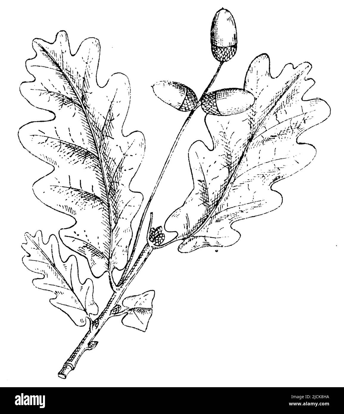 Chêne français, Quercus robur, (livre botanique, 1910), Stieleiche, chêne pédonculé Banque D'Images