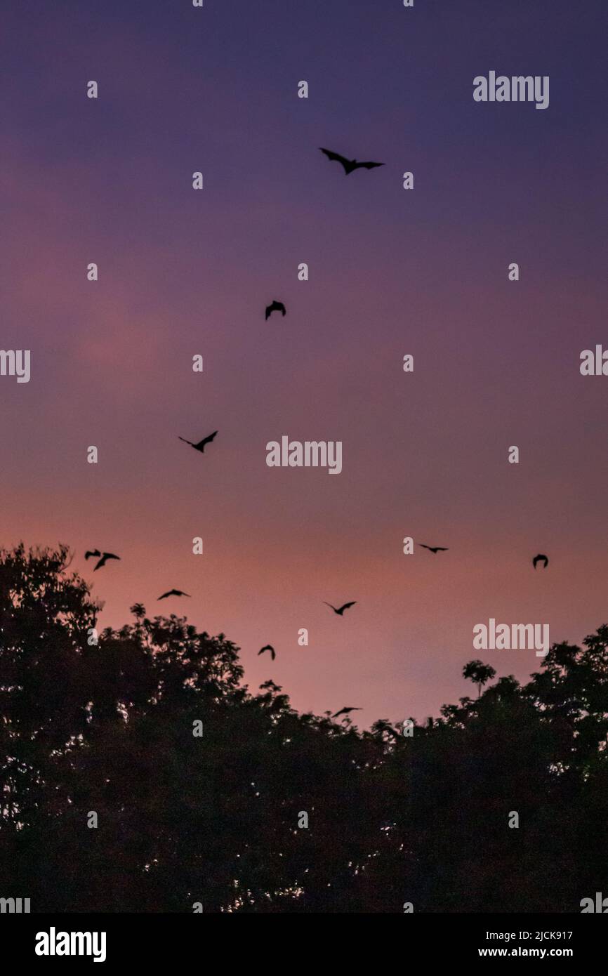 Des renards/chauves volants (Pteropus) survolant des hauts d'arbres au crépuscule, Yungaburra, Queensland, Australie. Banque D'Images