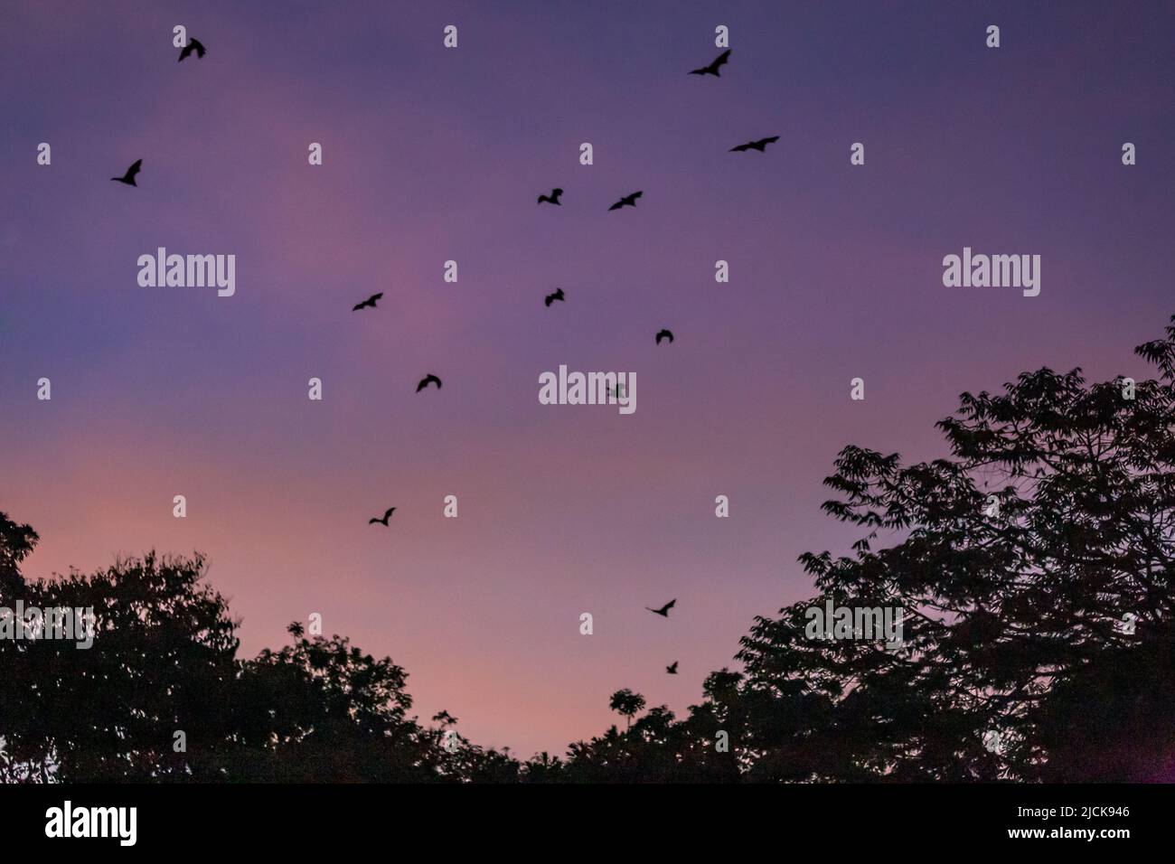 Des renards/chauves volants (Pteropus) survolant des hauts d'arbres au crépuscule, Yungaburra, Queensland, Australie. Banque D'Images