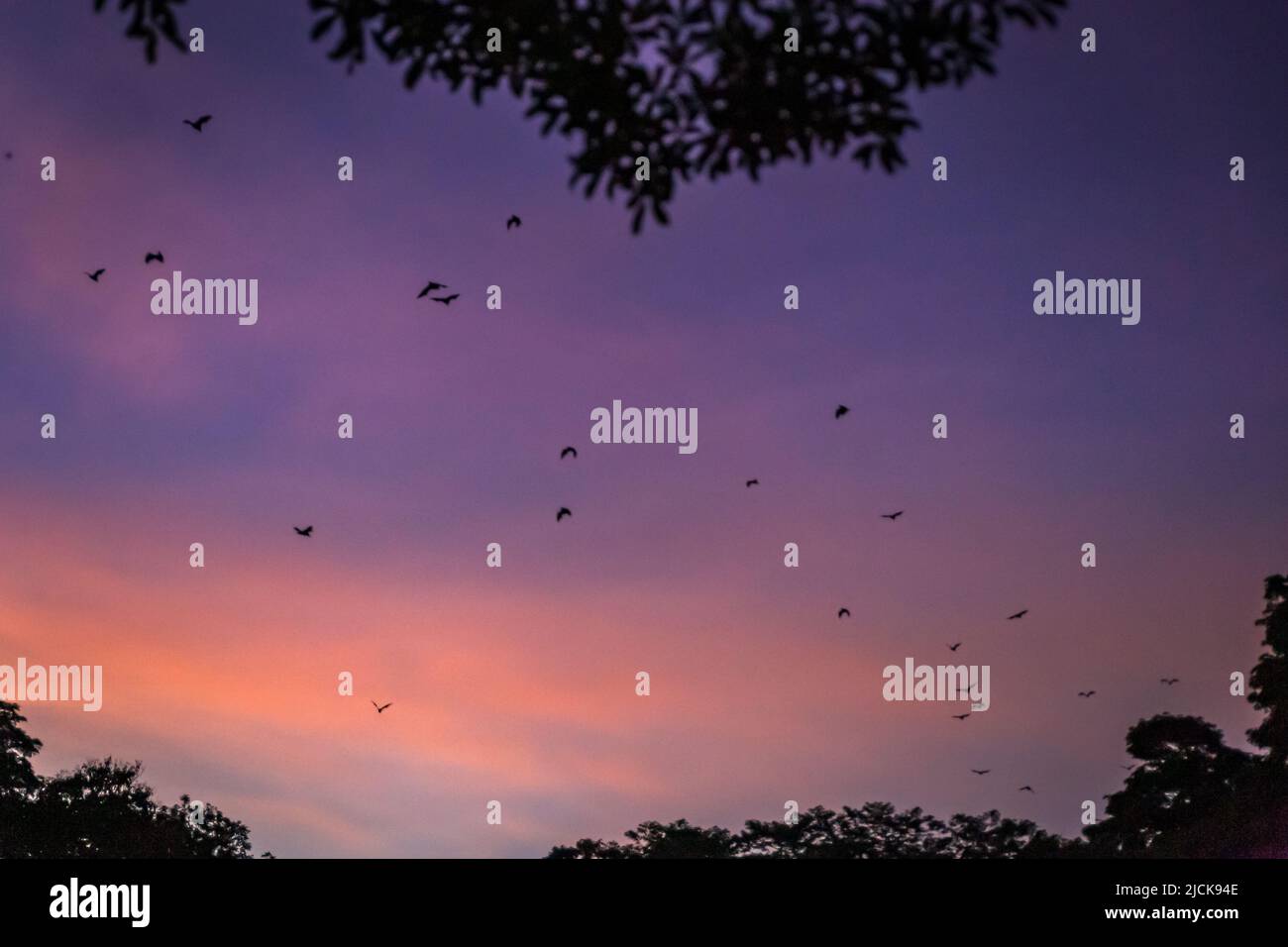 Des renards/chauves volants (Pteropus) survolant des hauts d'arbres au crépuscule, Yungaburra, Queensland, Australie. Banque D'Images