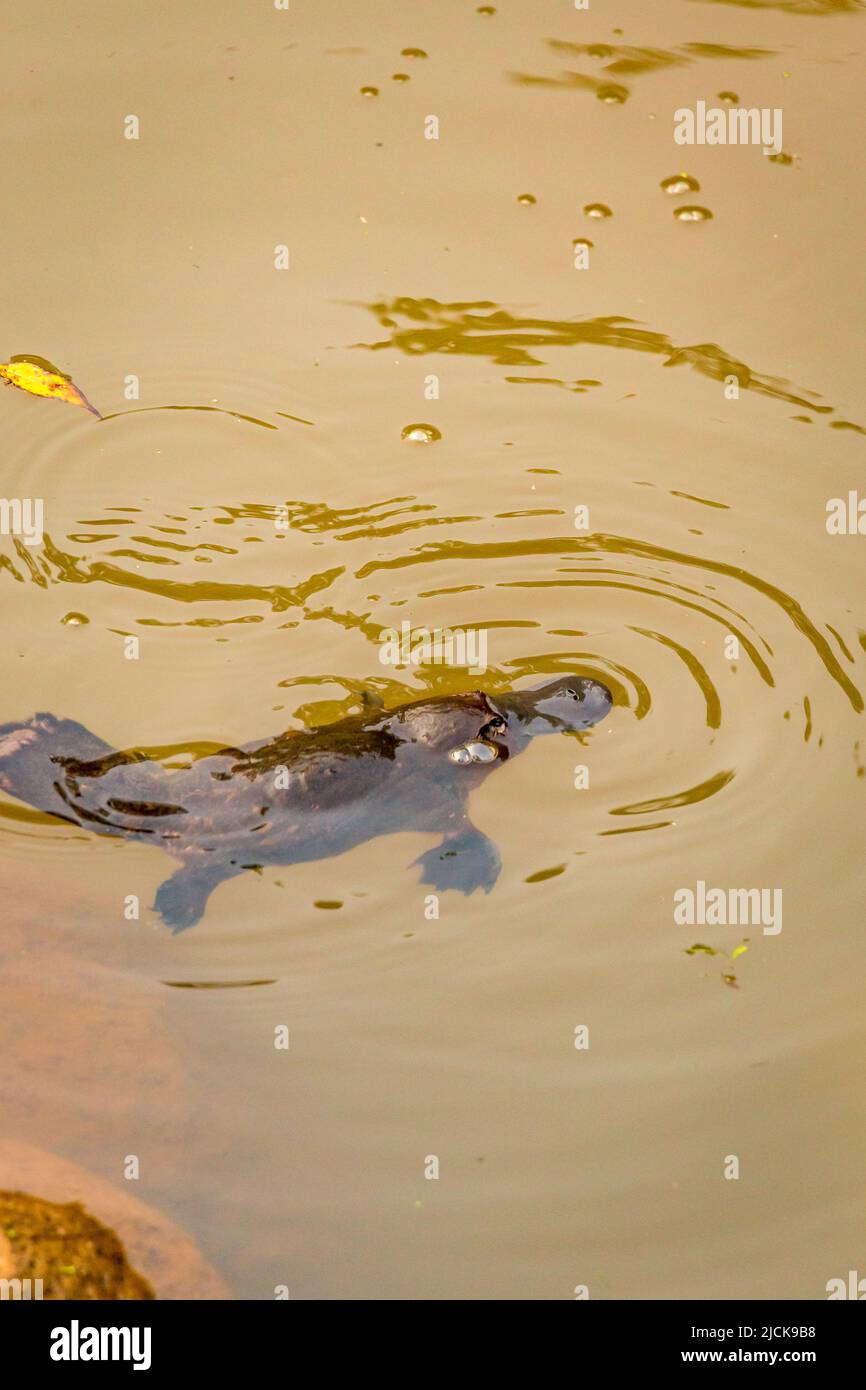 Gros plan de Platypus (Ornithorhynchus anatinus) nageant à Peterson Creek, Yungaburra, Queensland, Australie. Banque D'Images