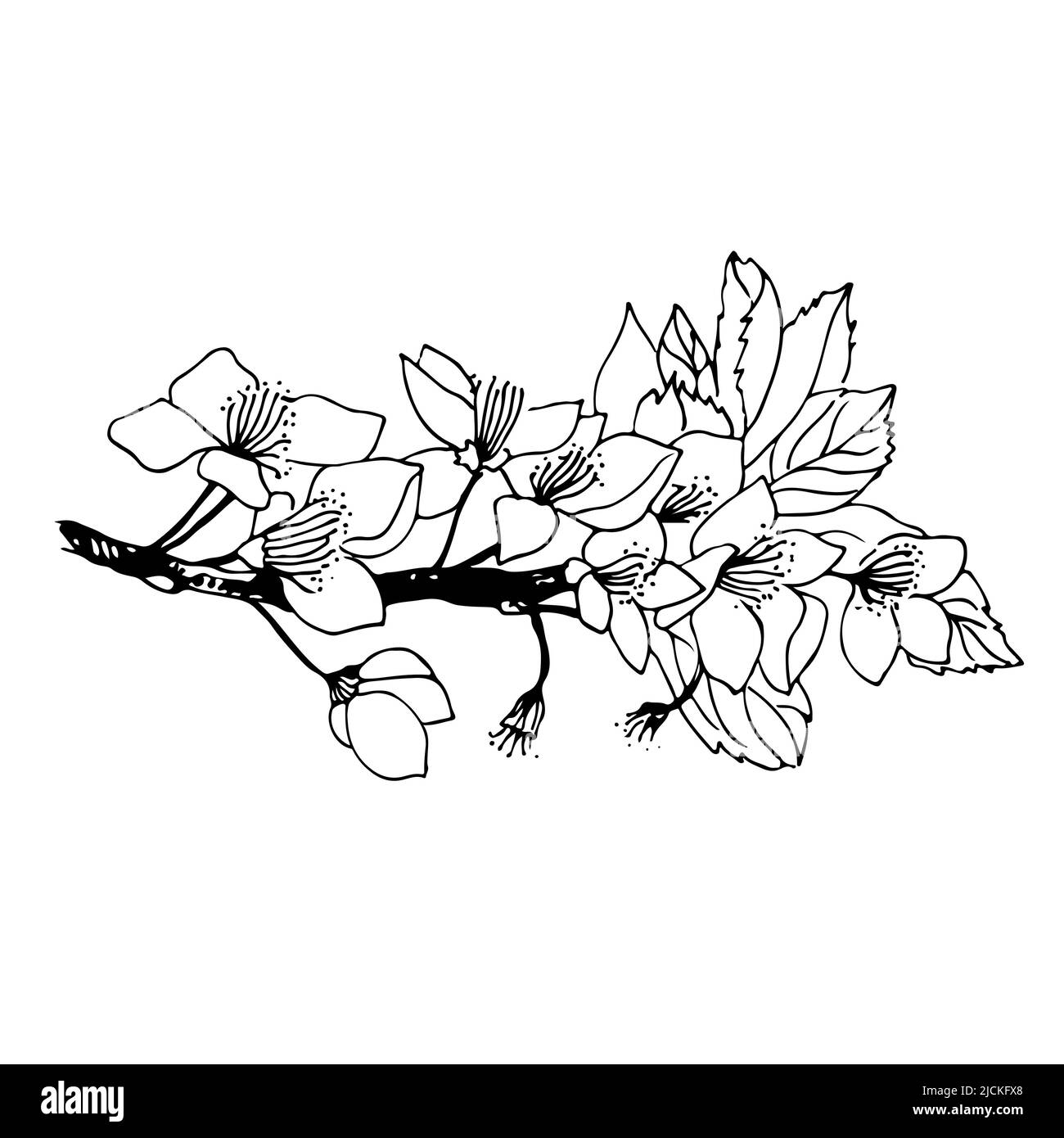 Branche de cerisier avec fleurs, illustration botanique vectorielle isolée sur fond blanc Illustration de Vecteur