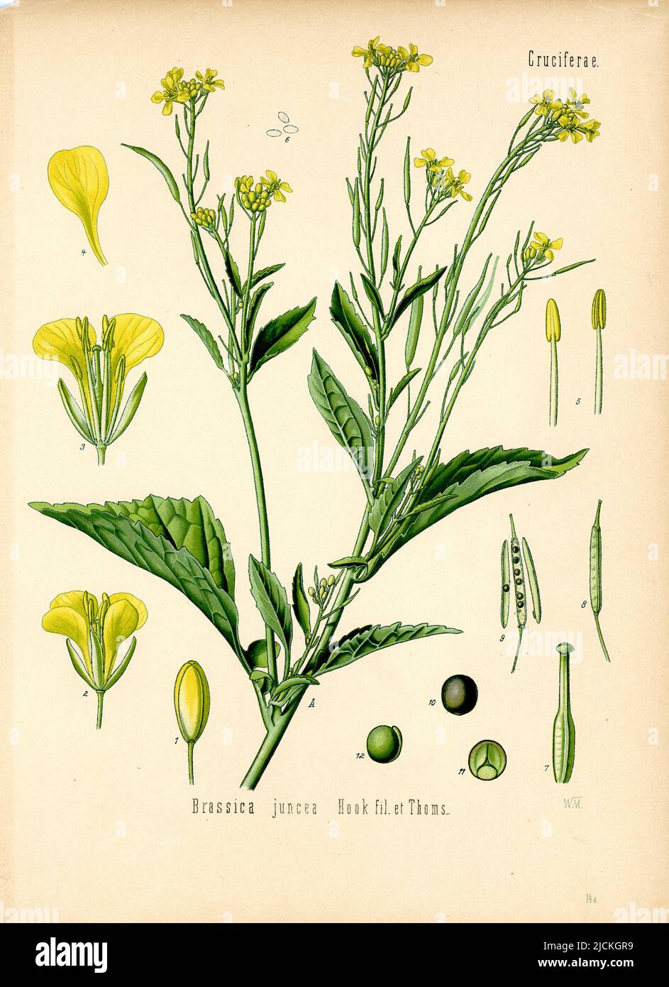 Moutarde brune Brassica juncea, Müller, Walther Otto (1833-1887) (, ), Brauner Senf Banque D'Images