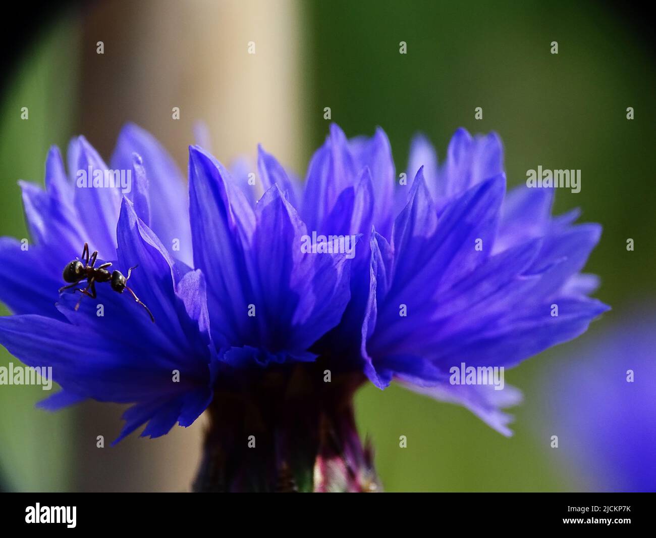 super macro d'un fourmis (Formicidae) sur une fleur de maïs bleue (Centaurea cyanus), avec un fond flou Banque D'Images