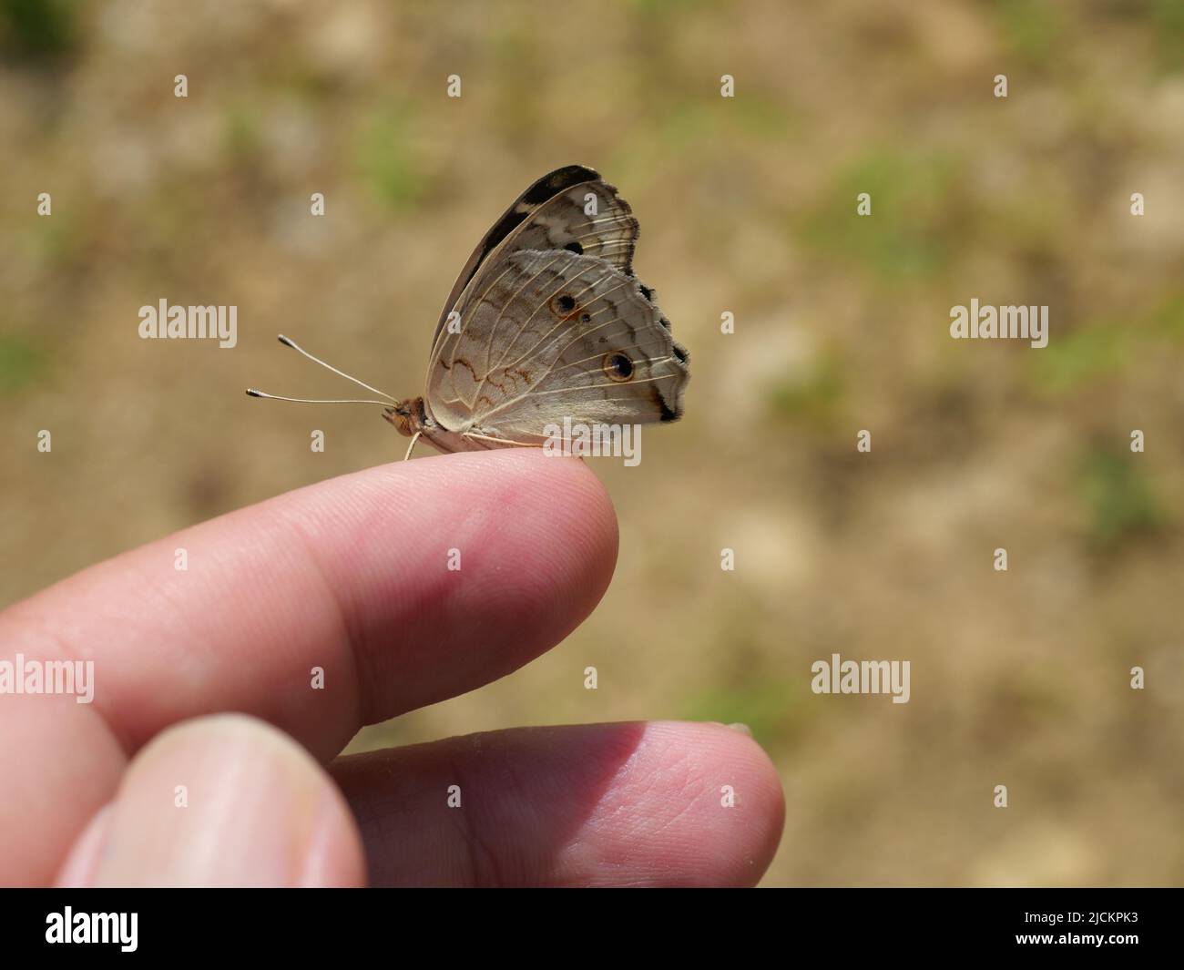 Butterfly on finger Banque de photographies et d'images à haute résolution  - Alamy