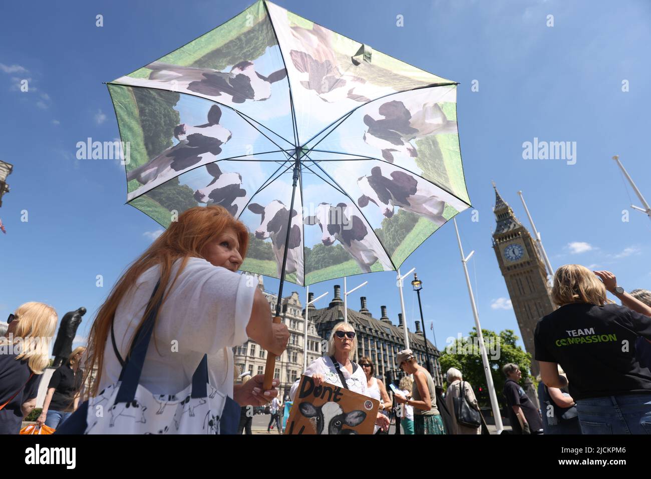 Compassion dans les partisans de l'agriculture mondiale prennent part à une manifestation « Ban Live Exports » sur la place du Parlement, à Londres. Date de la photo: Mardi 14 juin 2022. Banque D'Images