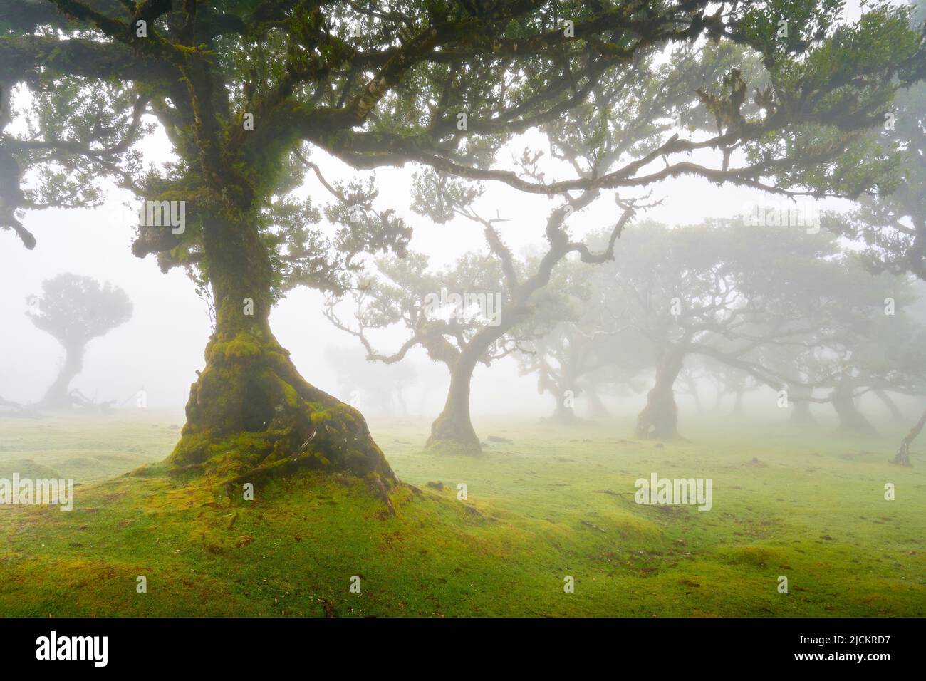 Arbres en brouillard dans une ancienne forêt de Laurier, forêt de Laurissilva, Fanal, île de Madère, Portugal UNESCO Banque D'Images