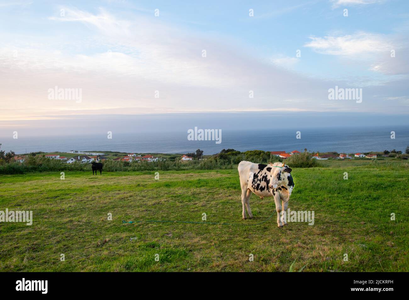 Le jeune taureau holstein attaché dans un pré de pâturage de champ agricole rural sur l'île de Faial dans les Açores Portugal format horizontal océan en arrière-plan Banque D'Images