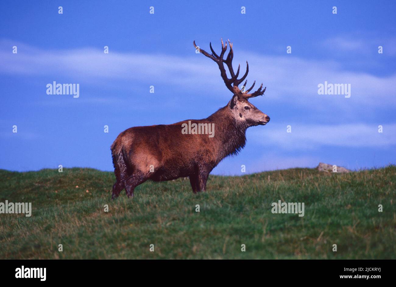 Cerf rouge boueux dans les Highlands écossais, au Royaume-Uni. Banque D'Images