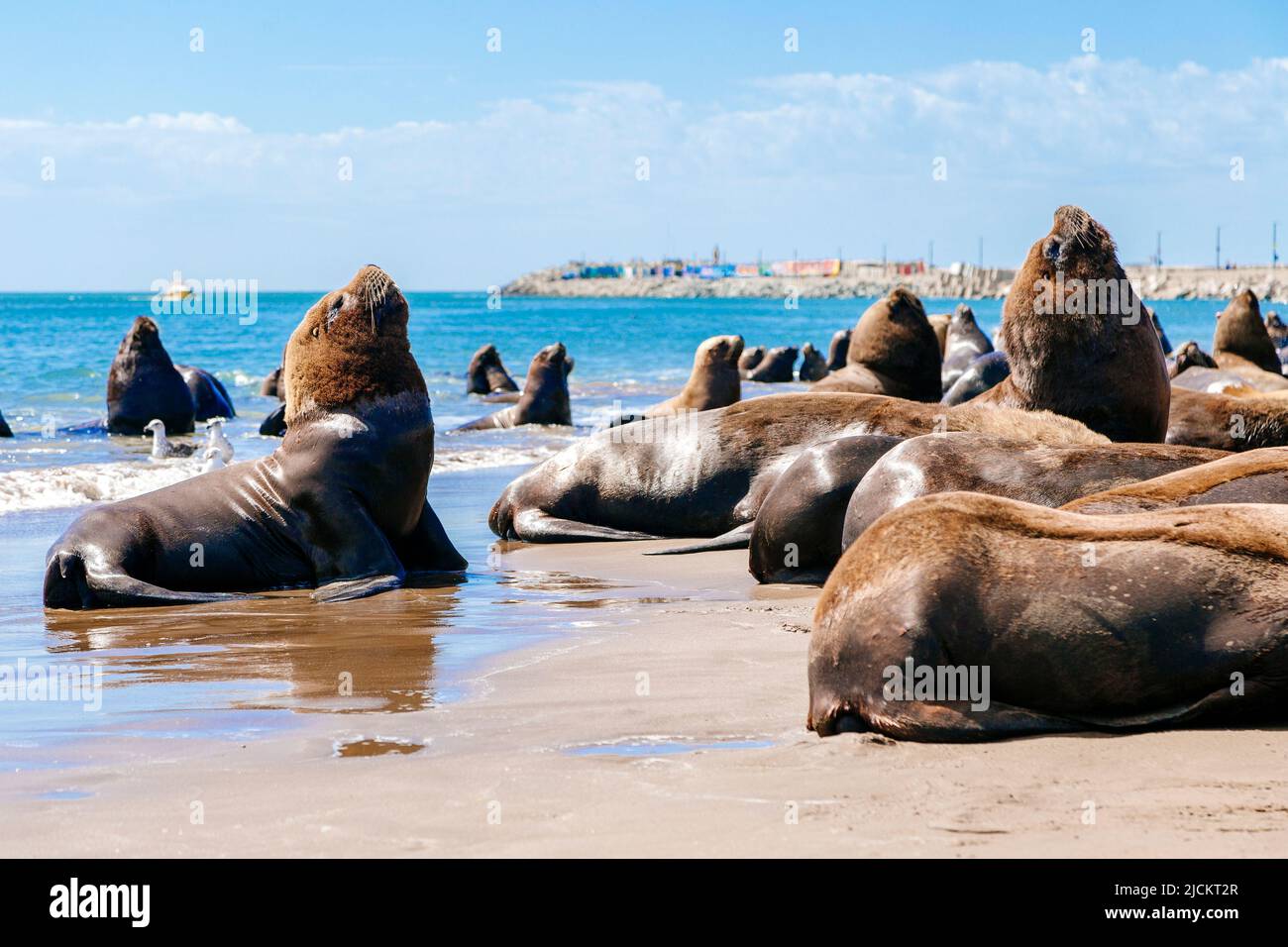 Beaucoup de loups de mer sont sur la plage à côté du port de Necochea en Argentine. Banque D'Images