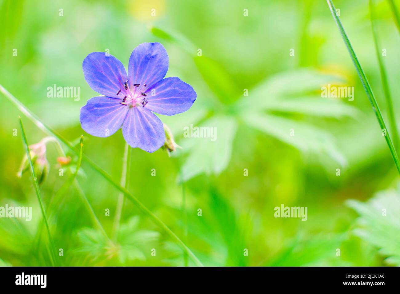 Géranium sauvage sylvaticum dans la forêt. Gros plan d'une fleur bleue dans l'herbe. Printemps ou été mise au point flou arrière-plan avec espace de copie. Banque D'Images