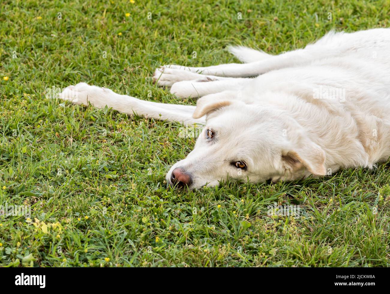 Chien de berger blanc de la Maremme couché dans le jardin sur l'herbe. Banque D'Images