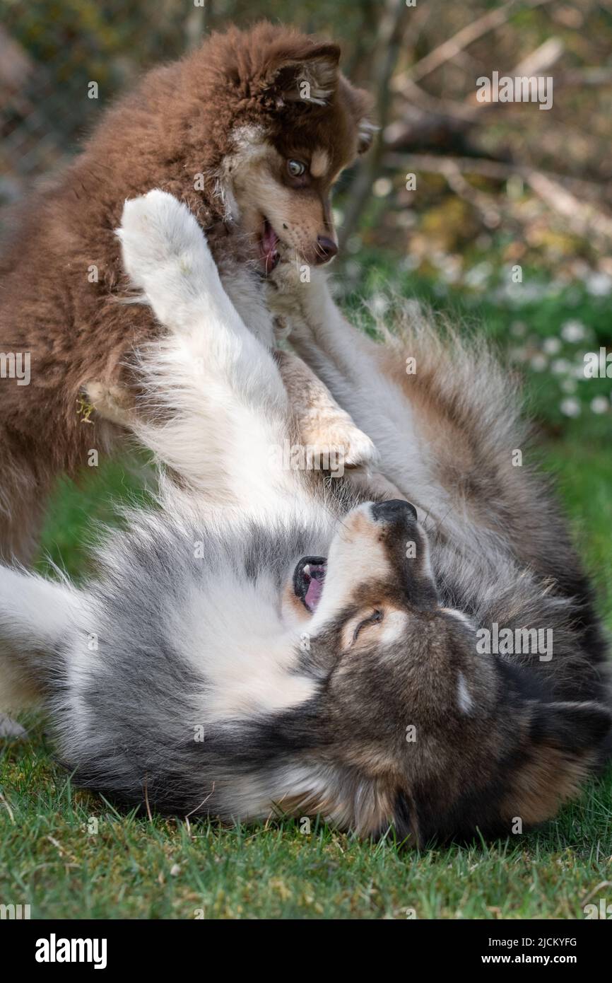 Portrait d'un chien et d'un chiot de Lapphund finlandais jouant à l'extérieur dans la cour Banque D'Images